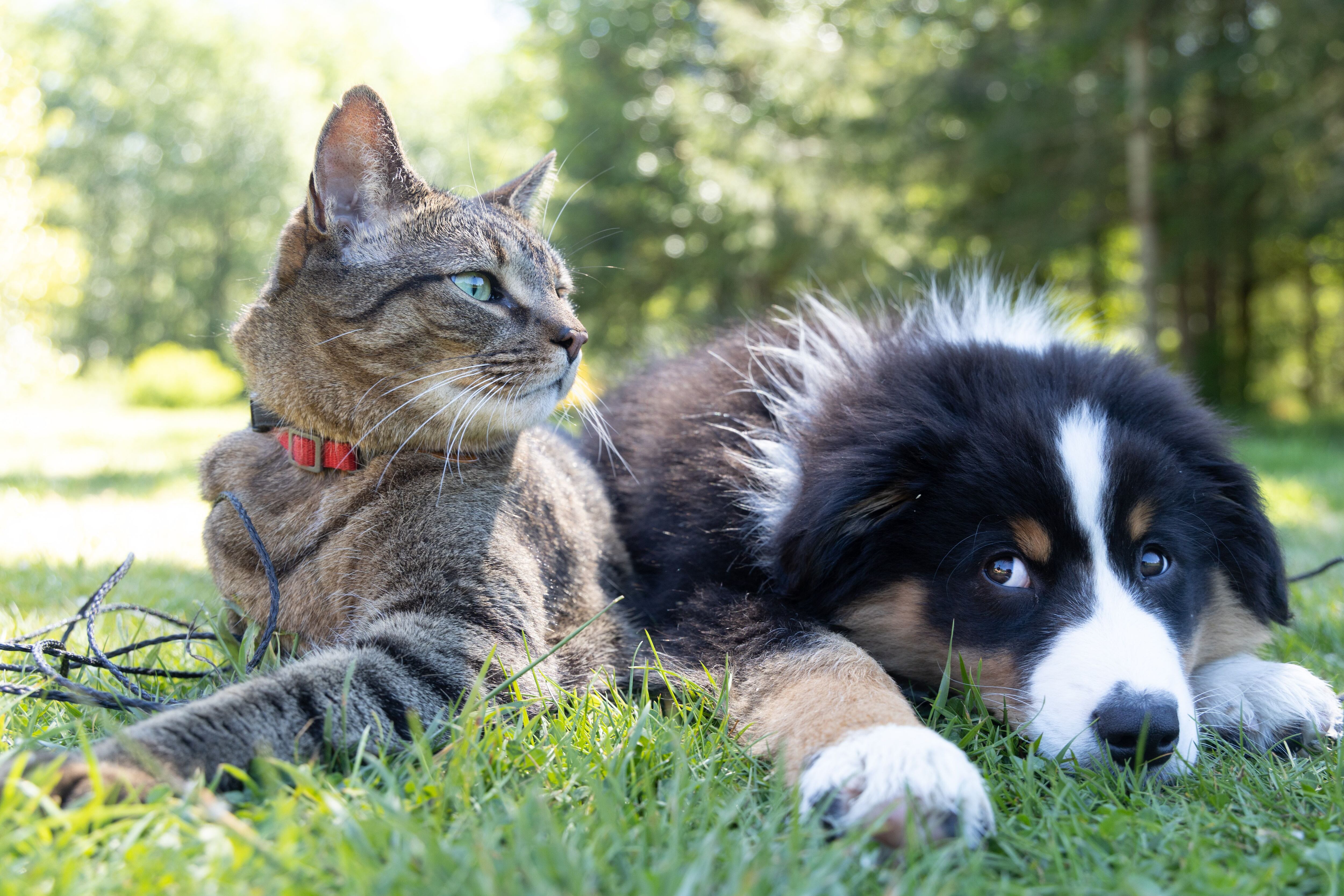 son los gatos realmente más inteligentes que los perros