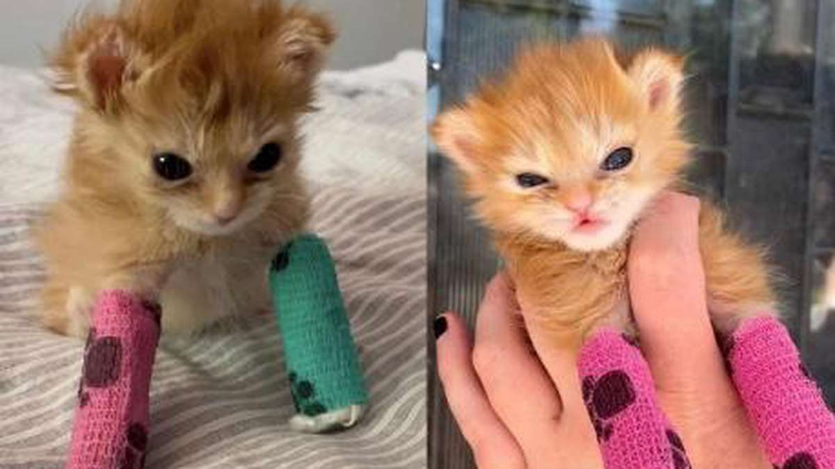 Tater Tot, the plaster kitten that went viral on social media, has died Today’s news
