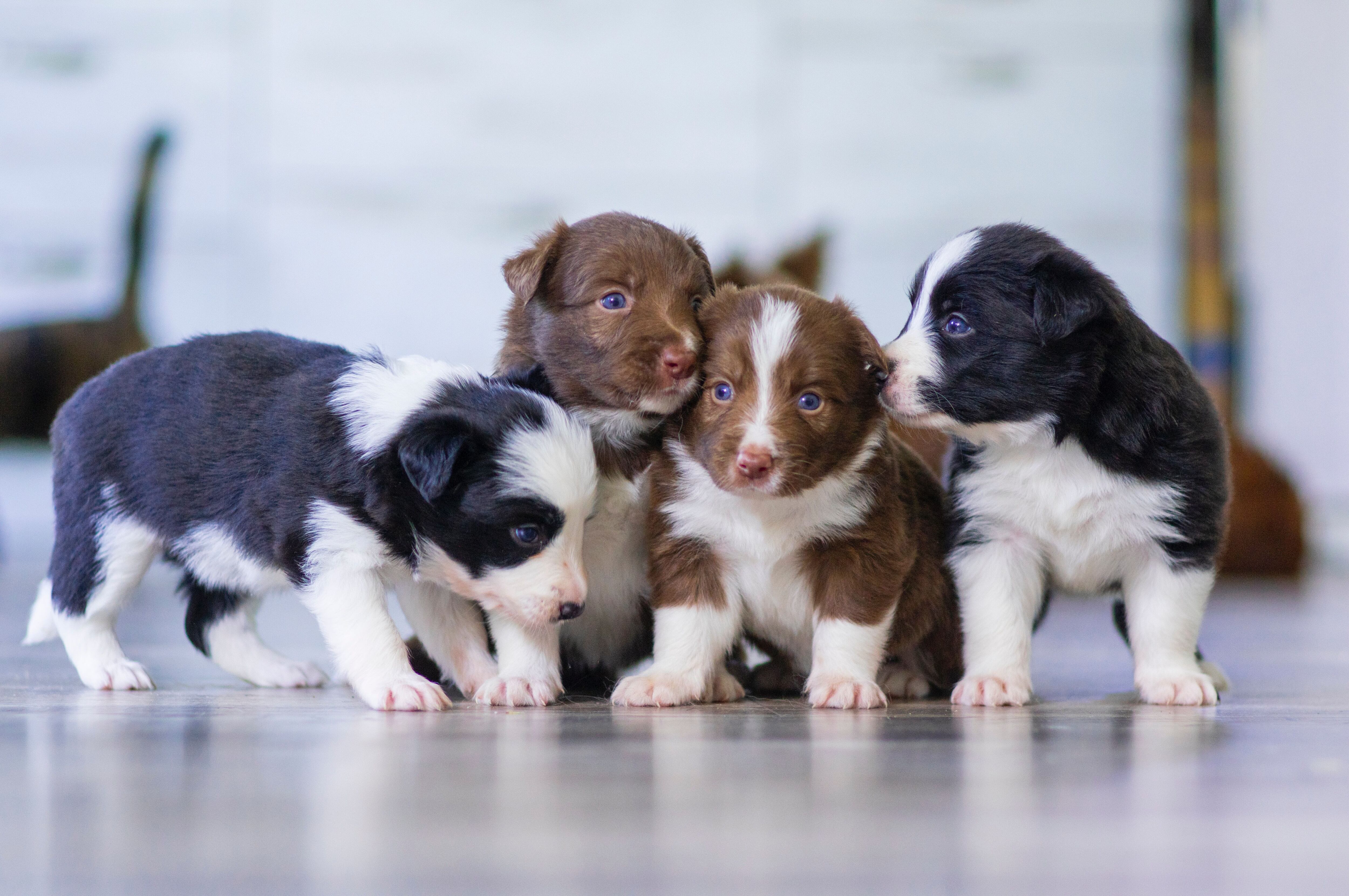 valen la pena los planes de bienestar para cachorros