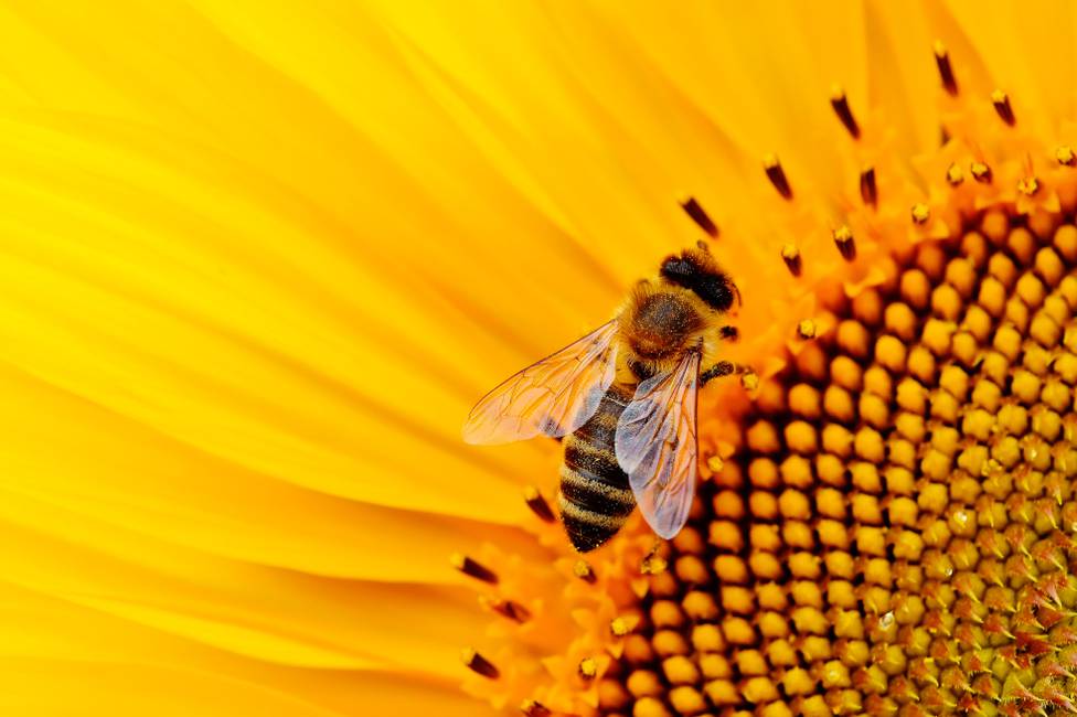 Nueve cosas que quizá no sabías de las abejas y cinco que