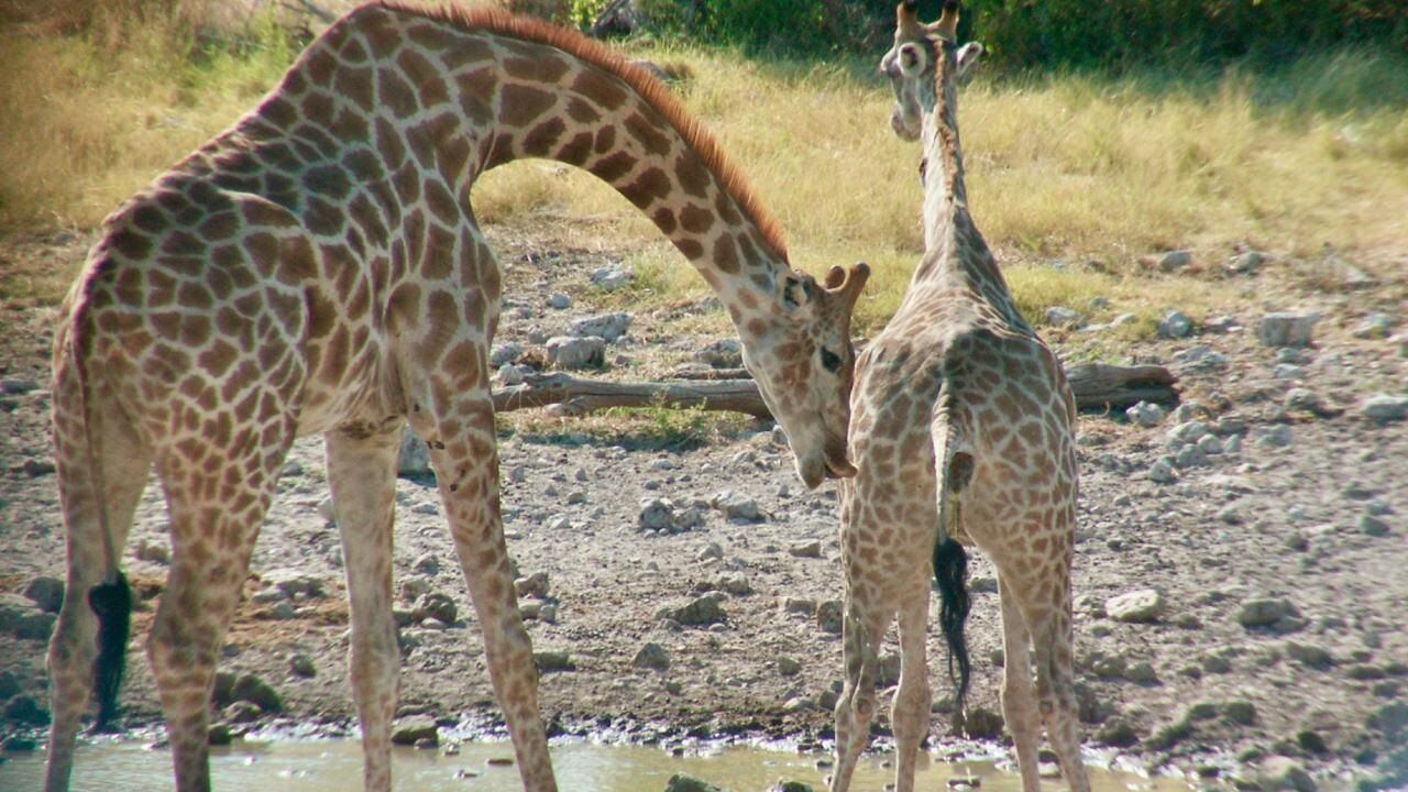 Robaron 17 monos exóticos de un zoológico francés