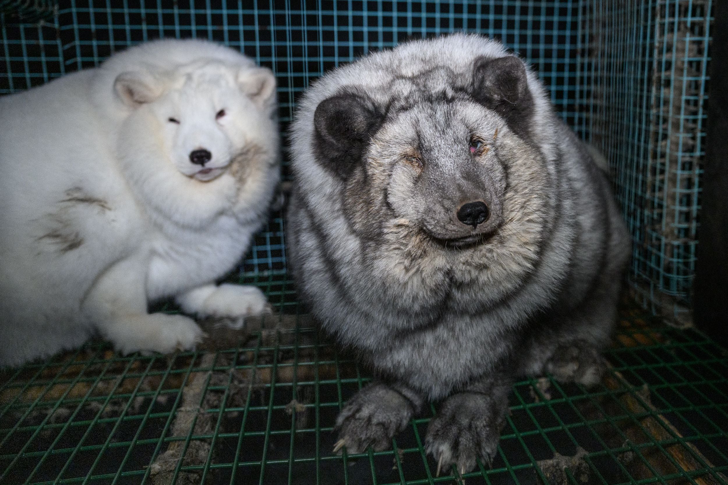 VIDEO: Así funciona la horrible y espantosa cría de animales para pieles en  Finlandia | EL ESPECTADOR