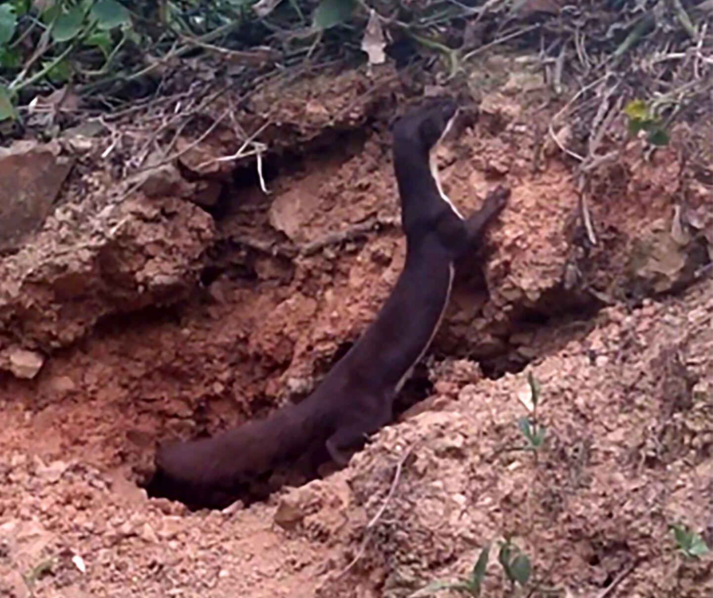 Captan en vídeo a la comadreja amazónica, un animal que solo se ha visto 24  veces en el mundo | EL ESPECTADOR