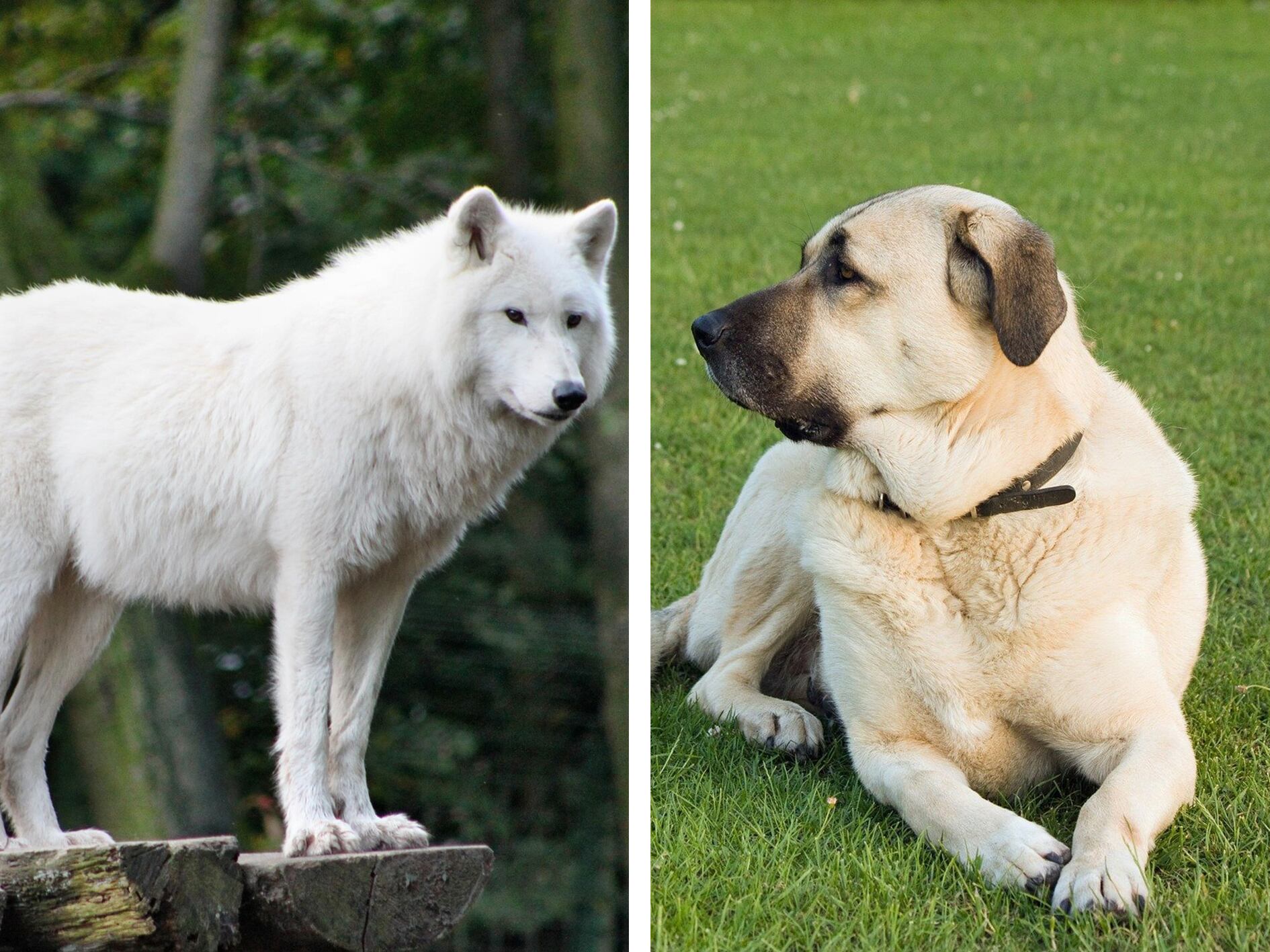 En qué se diferencian los lobos de los perros? | Noticias hoy | EL  ESPECTADOR