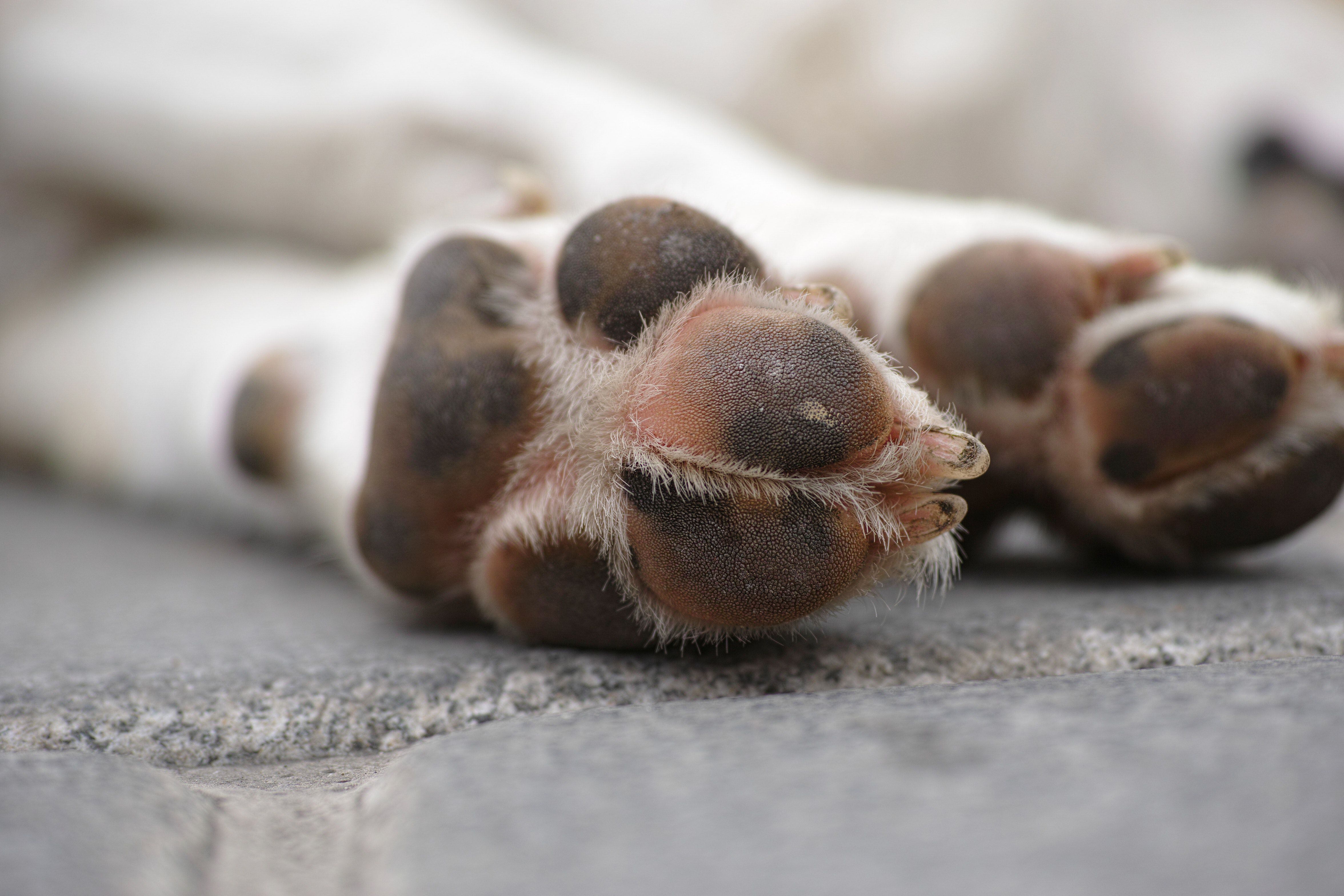 se deben sacrificar los perros agresivos