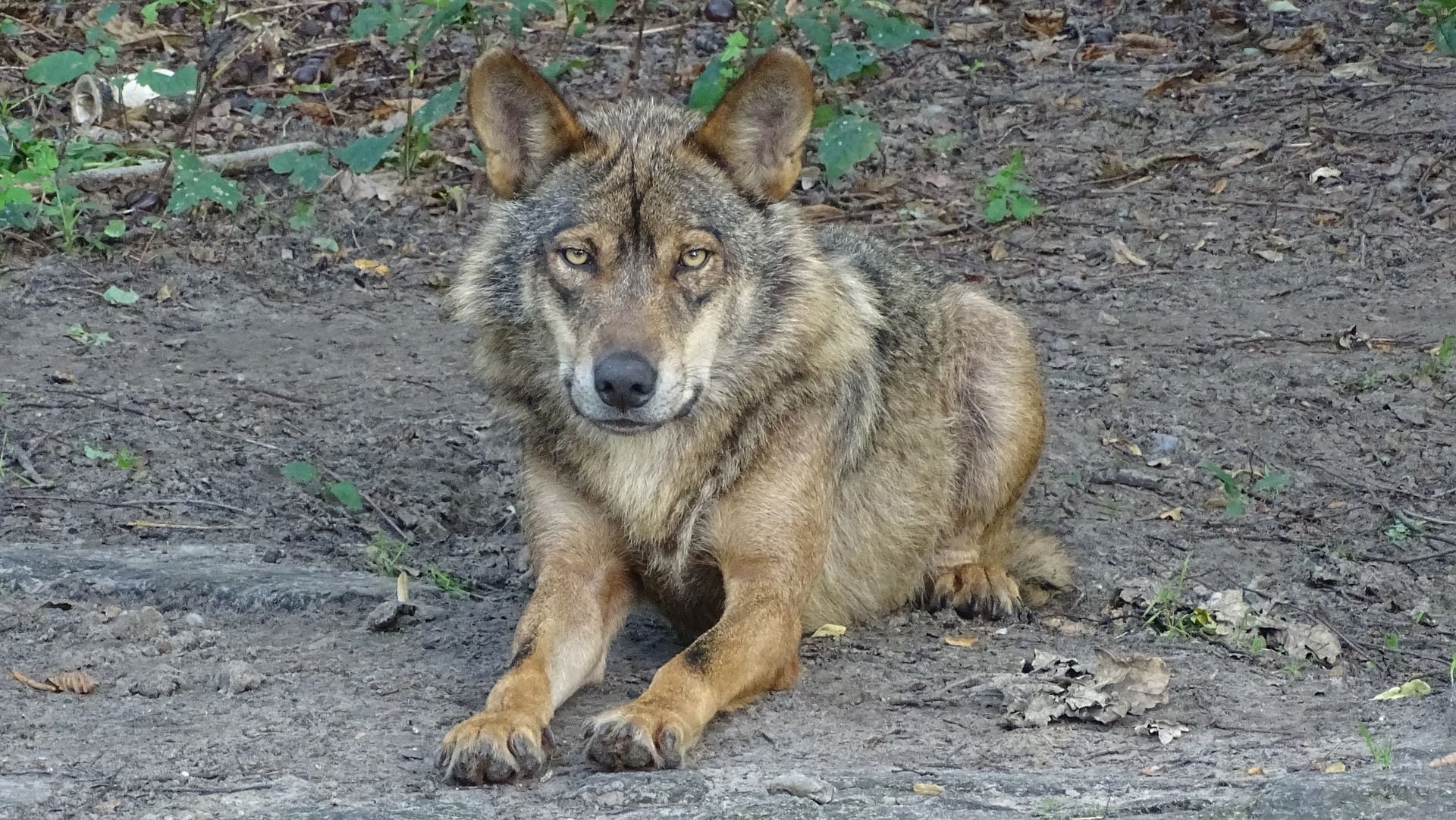 ¿Cuáles son las diferencias entre perros y lobos? | Noticias hoy | EL  ESPECTADOR