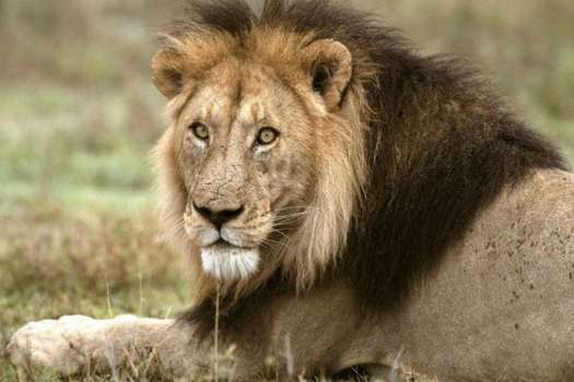 Sacrifican a dos leones en zoológico de Chile para salvar a joven que  ingresó a su jaula | EL ESPECTADOR