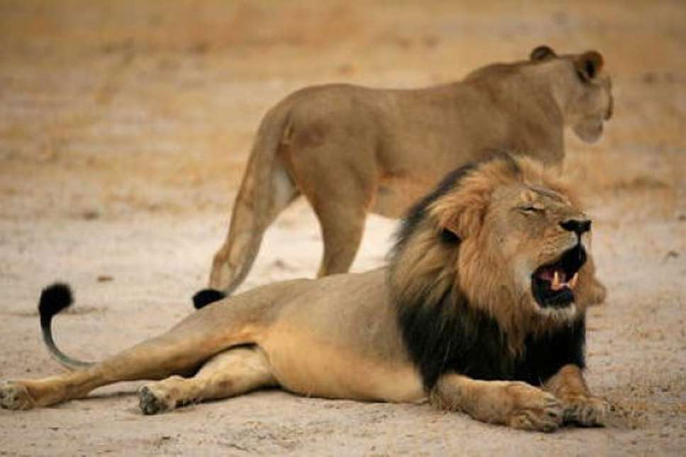 Un avión llevará a África 33 leones rescatados de circos en Colombia y Perú  | EL ESPECTADOR