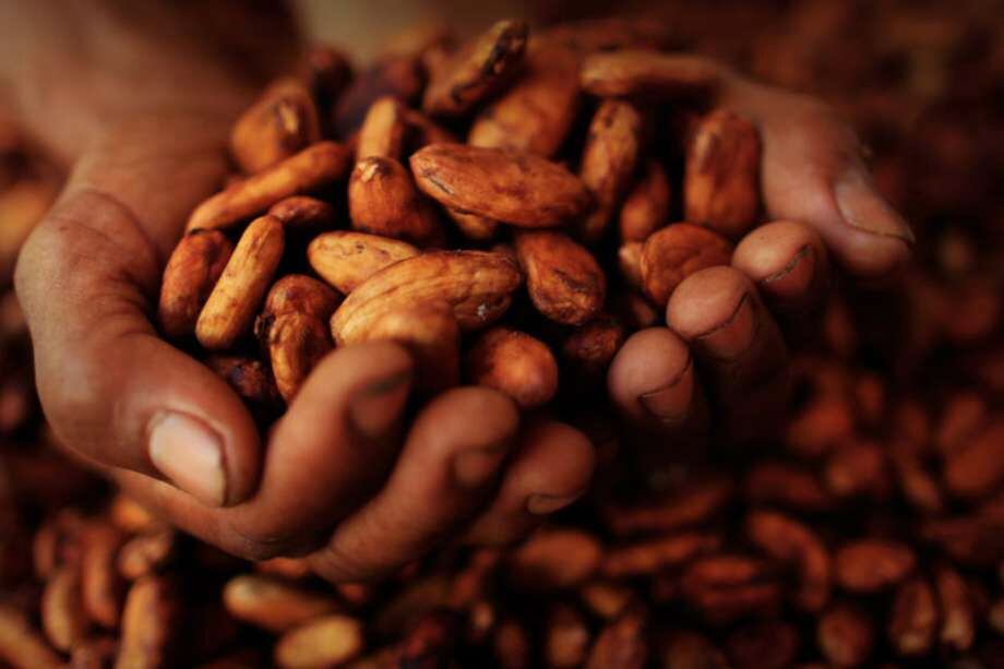 Hongo de Escoba de bruja redujo producción de cacao en Sucre
