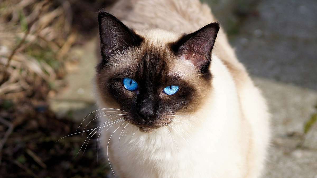 Cómo y por qué cambian de color los gatos siameses?