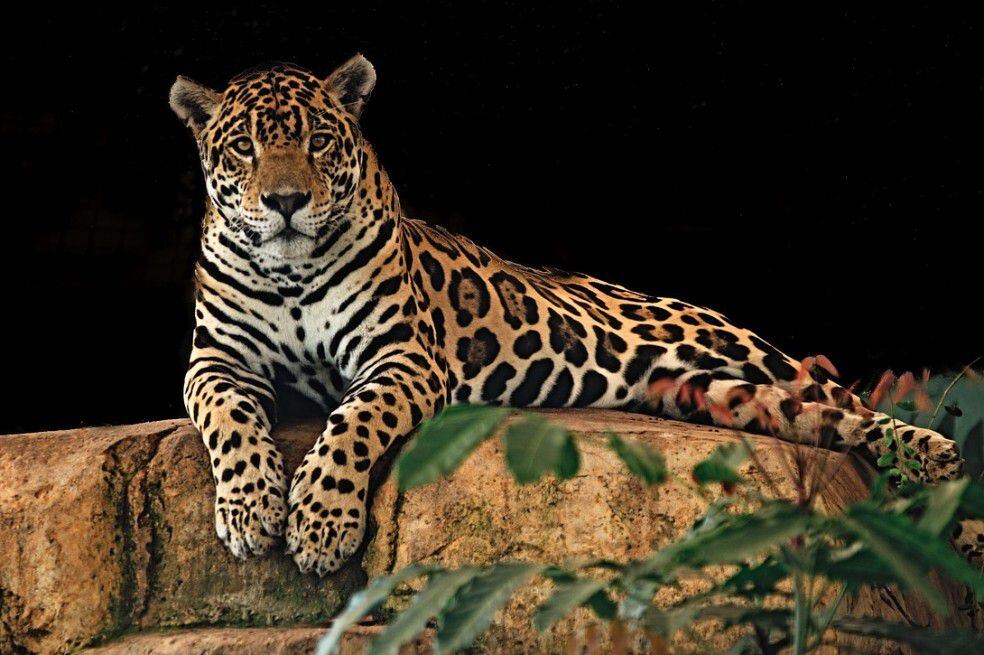 Mujer Leopardo Humano - Foto gratis en Pixabay - Pixabay