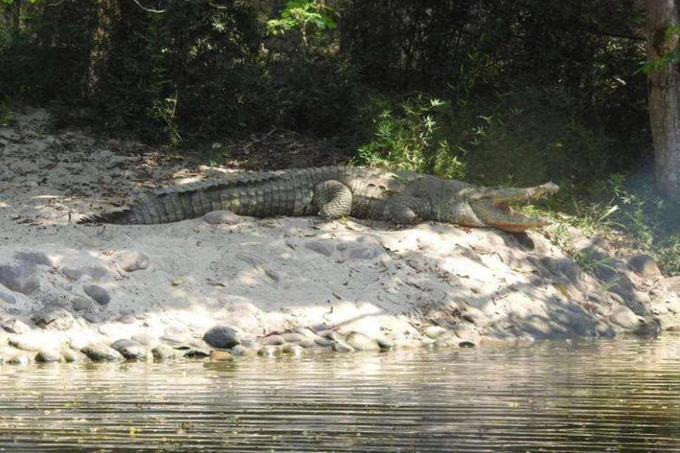 Autoridades ambientales reubicaron 25 cocodrilos a su hábitat natural en  Vichada | Noticias hoy | EL ESPECTADOR