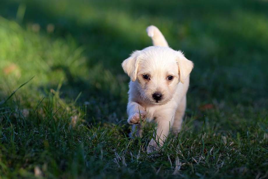 Si quieres conocer el significado de la palabra “felicidad”, adopta un  perro