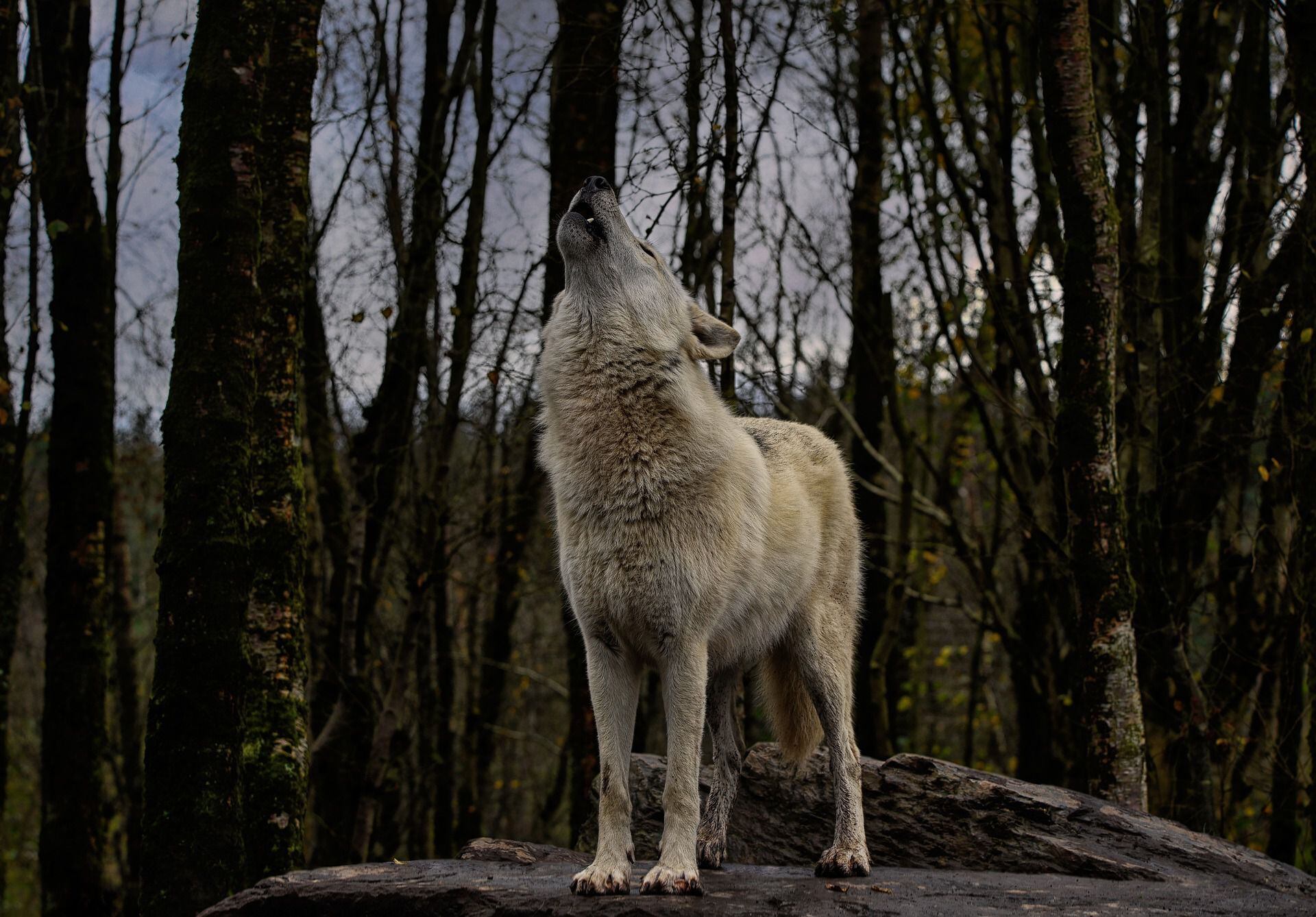 Por qué los lobos aúllan a la luna? | Noticias hoy | EL ESPECTADOR
