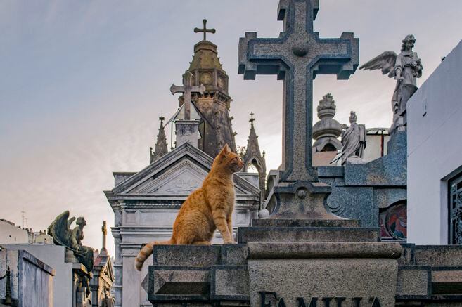 Van Al Cielo Las Mascotas Tienen Alma El Espectador