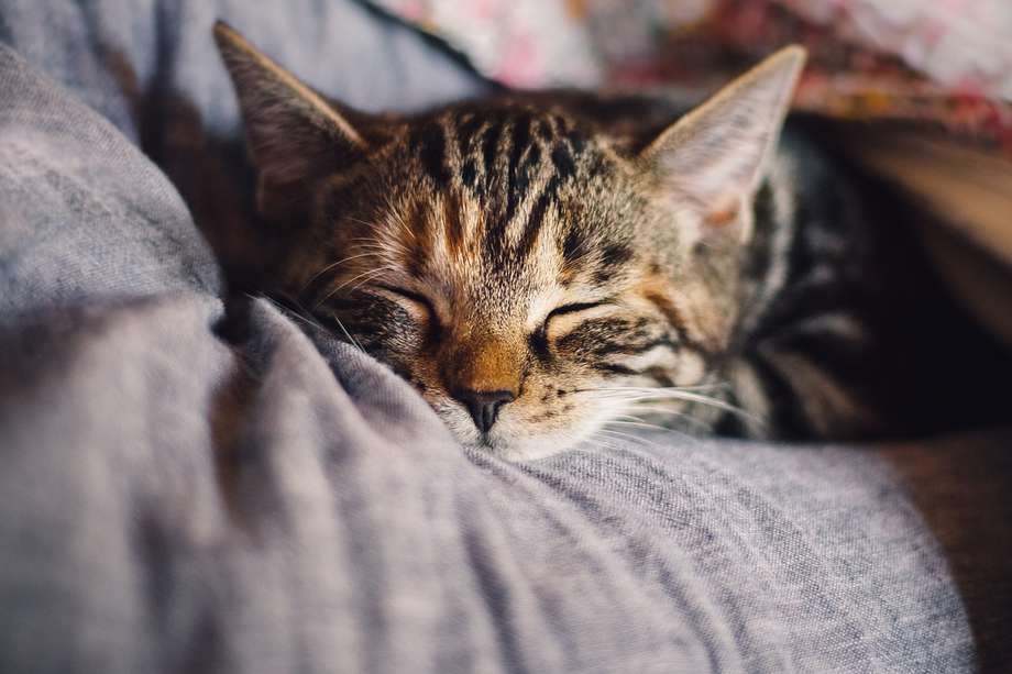 Cómo hacer una hamaca para gatos con pocos materiales