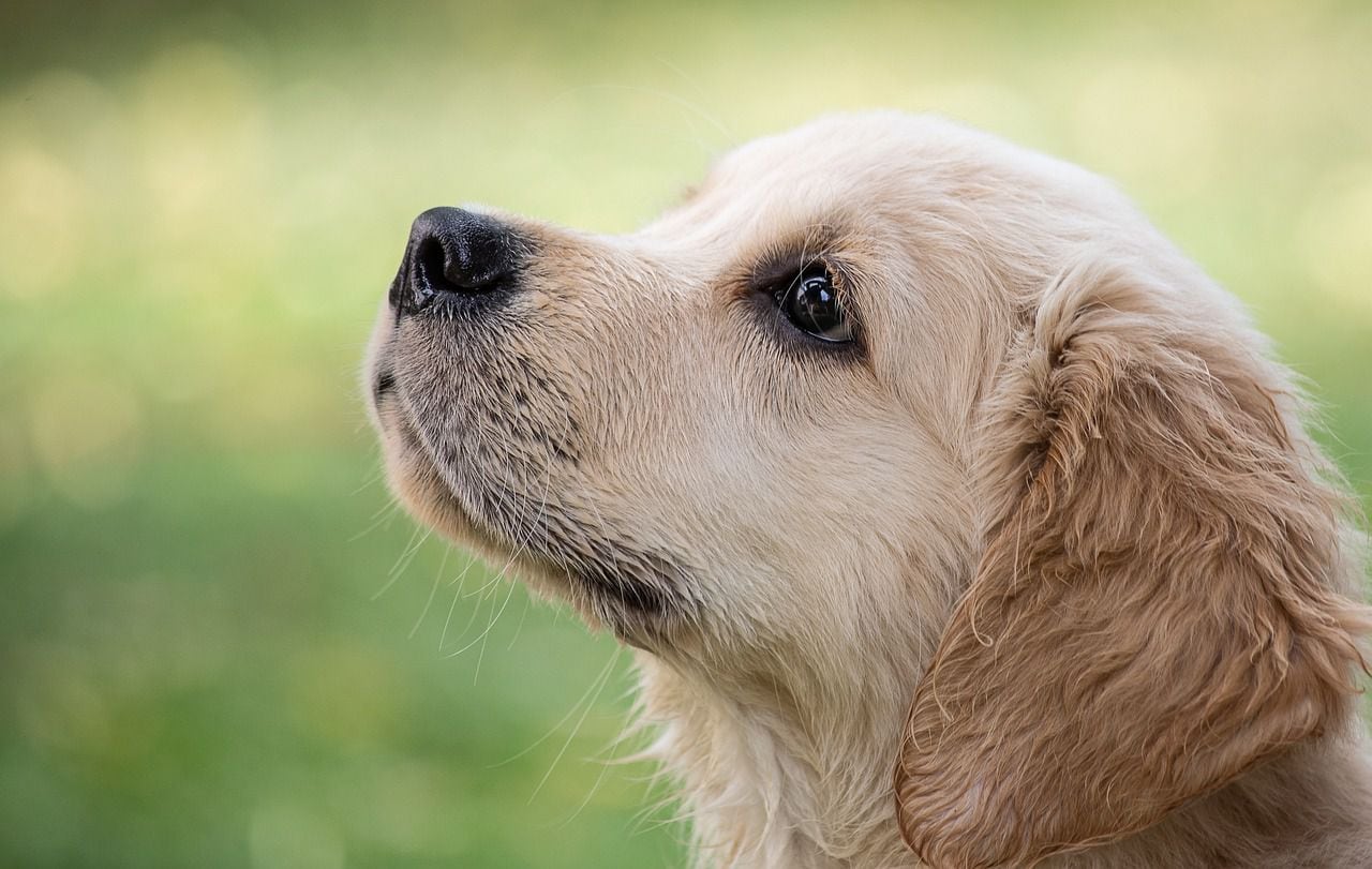 ¿Por qué mi perro huele mis partes íntimas? | Noticias hoy | EL ESPECTADOR