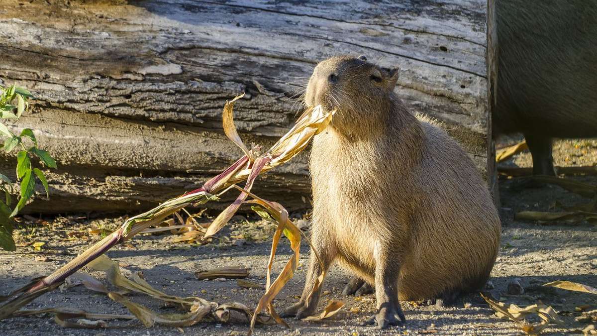 Rebelión de capibaras: ejemplares invaden lujoso barrio de Argentina | EL  ESPECTADOR