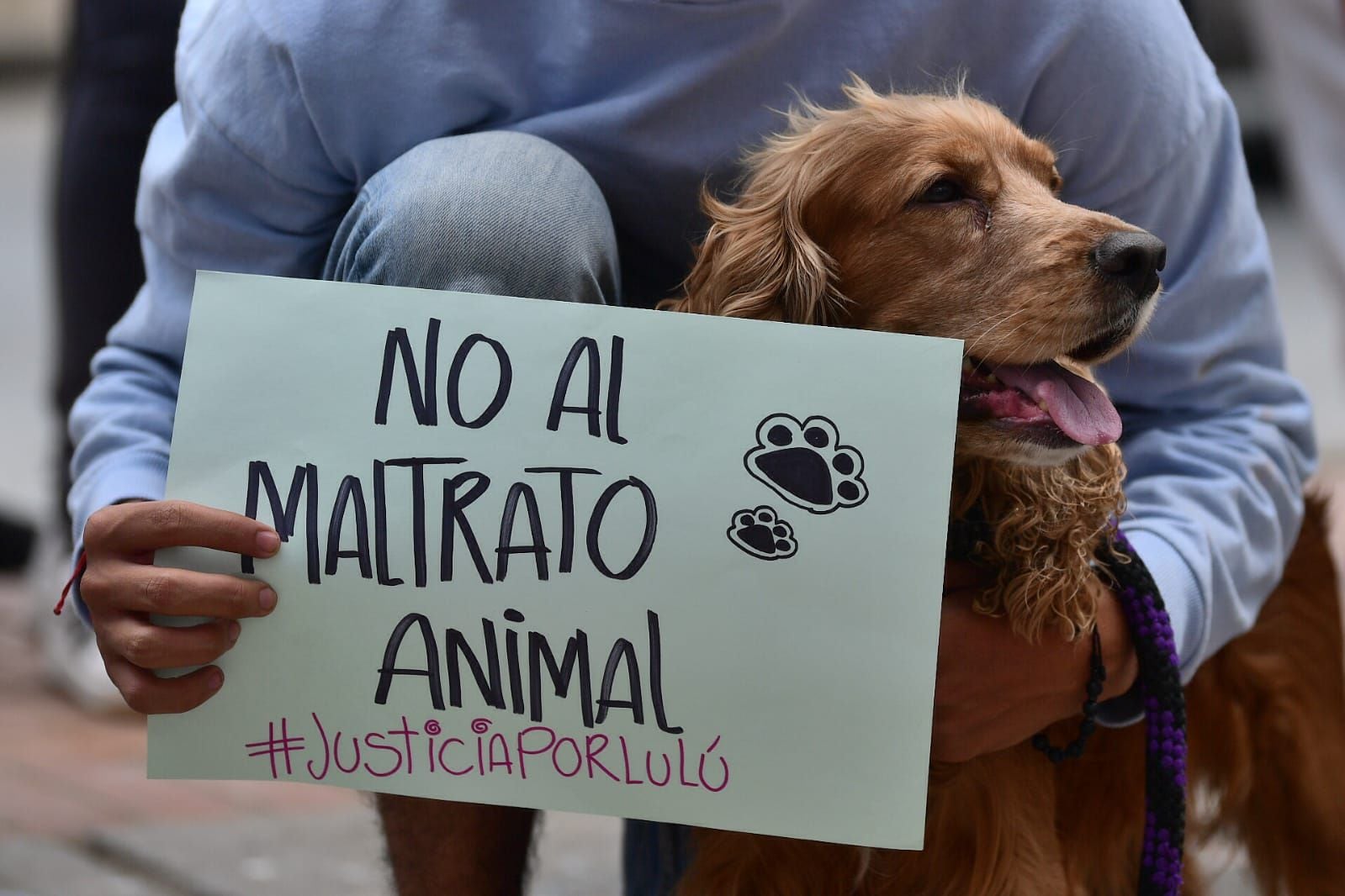 como reporto un perro encontrado