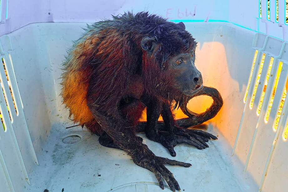 Fotografía de un mono aullador (Alouatta seniculus) rescatado de las inundaciones.
