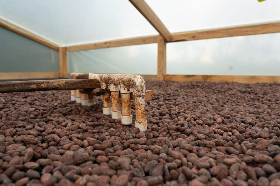 La producción de cacao en la Amazonía colombiana representa el 1.8 % del total nacional.