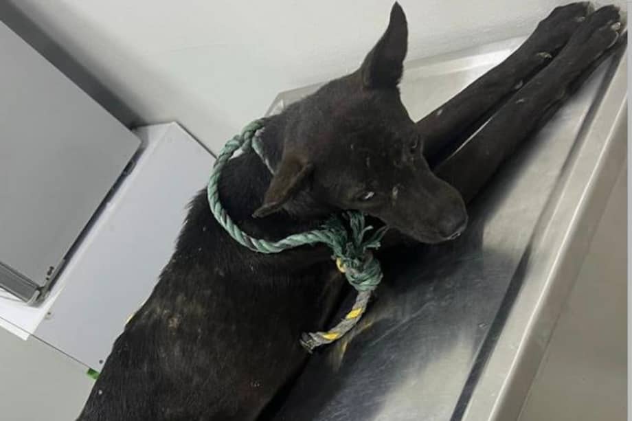 Un perro llamado Arturito resultó gravemente herido luego de ser arrastrado por un carro en plena vía.
