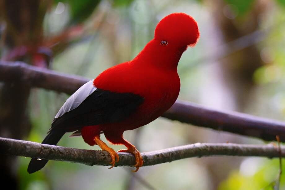 Colombia es el país que cuenta con mayor número de especies de aves. /Pedro Camargo- Audubon.