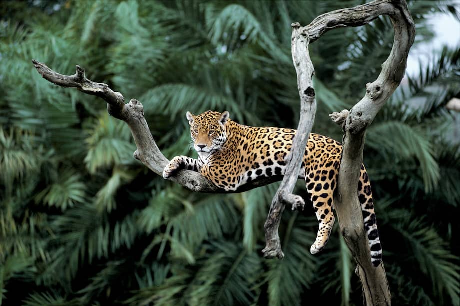 Un jaguar en el Pantanal, Brasil. Según el Fondo Mundial para la Naturaleza (WWF por sus siglas en inglés), ya ha desaparecido en un 46 % en sus territorios originales.