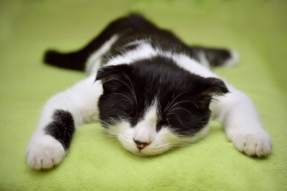 El ronroneo de los felinos puede convertirse en una máquina de sueño para sus dueños.