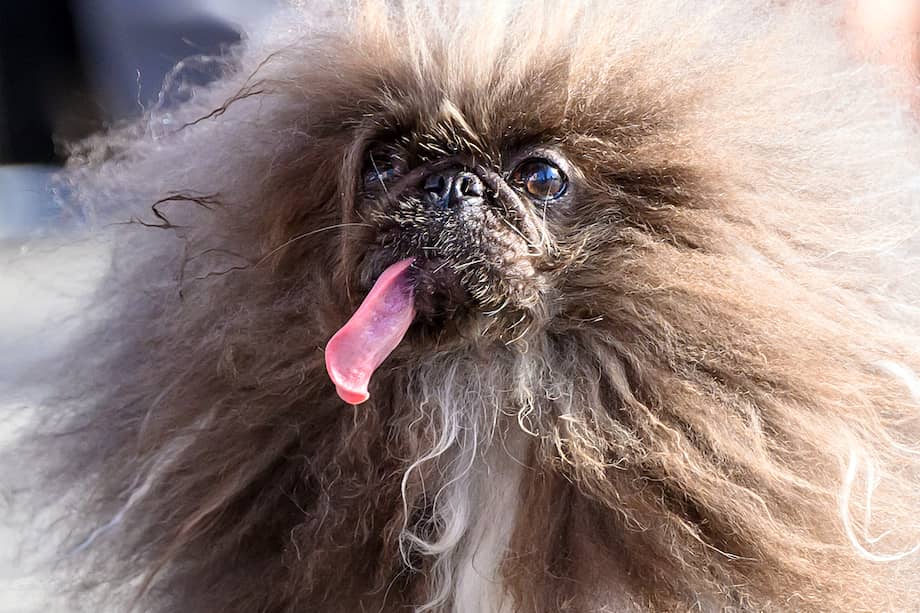 Este es Wild Thang, el perro más feo del mundo.  (Foto por: JOSH EDELSON / AFP)