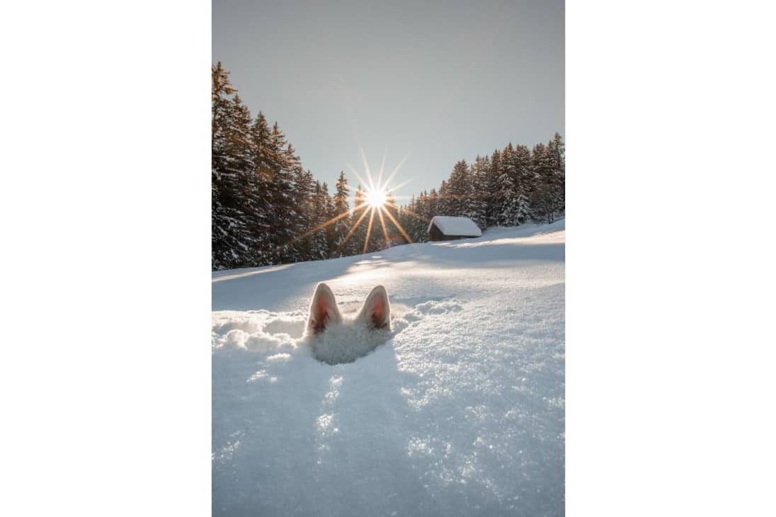“Peek a boo”, fotografía tomada por Sylvia Michel. En la imagen se observa a Raasta, un husky que ama jugar en la nieve.
