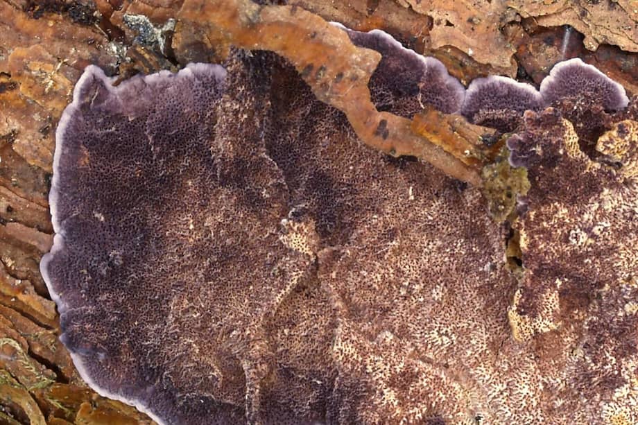 Imagen de un hongo poroide del género "Trichaptum".