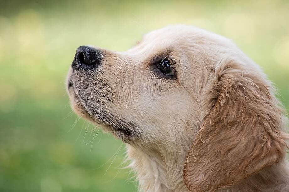 Los perros pueden comprender el mundo que les rodea gracias a su olfato.
