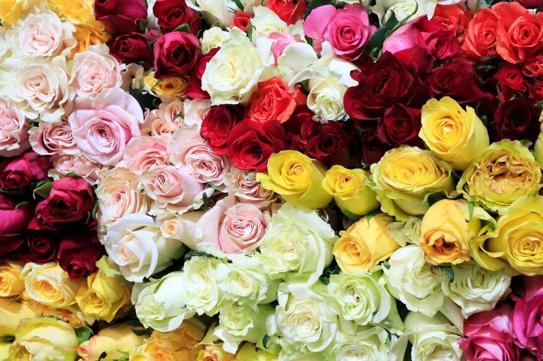 ACOMPAÑA CRÓNICA: COLOMBIA SAN VELNTÍN - AME8405. CHÍA (COLOMBIA), 12/02/2024.- Fotografía de un conjunto de rosas de diferentes colores el 31 de enero de 2024, en la hacienda Mongibello en Chía, Cundinamarca (Colombia). De los 700 millones de rosas que Colombia envía cada año a floristerías de todo el mundo por San Valentín, nuevas variedades han nacido de mezclas que resultan en colores morados, rosados o anaranjados, todos ellos especiales y únicos en el mundo. Las variedades de rosas colombianas que se exportan para ser regaladas en Estados Unidos, Japón, Canadá, Reino Unido o España, entre otros países, tienen derechos de propiedad intelectual a nombre de los creadores originales de las variedades, a los que la industria llama 'breeders' (criadores). EFE/ Carlos Ortega