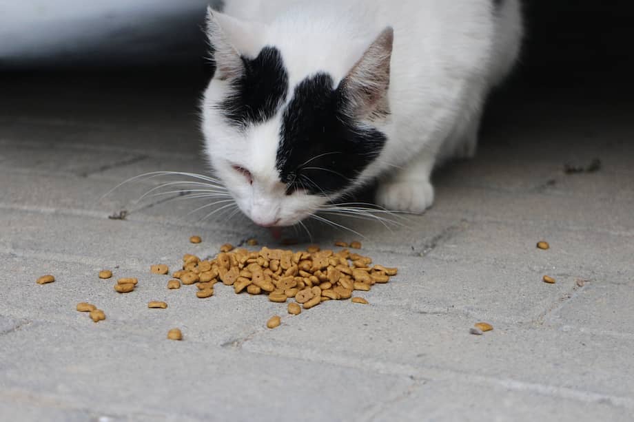 La alimentación es uno de los aspectos más importantes para garantizar la salud de los gatos. 