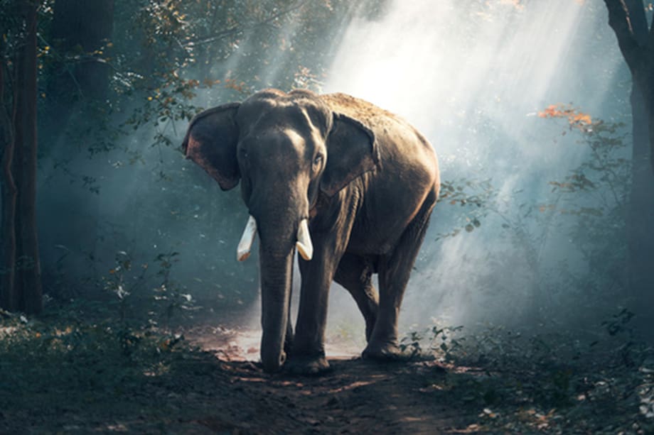 Soñar con un elefante simboliza éxito en los negocios y felicidad familiar.