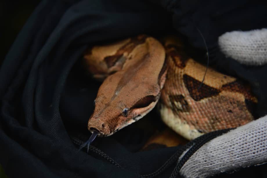 Esta es una de las serpientes liberadas en Valle del Cauca.