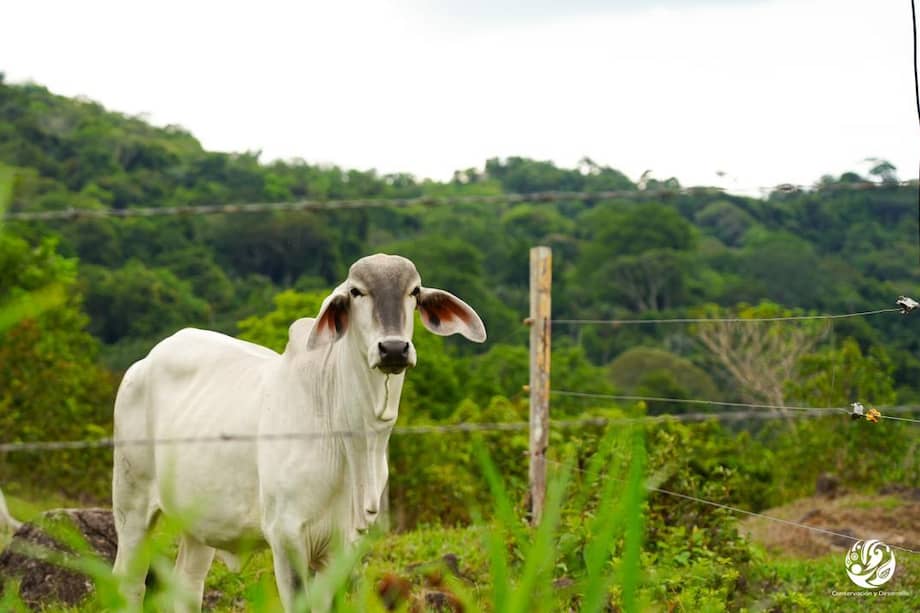 El proyecto busca crear un sistema de trazabilidad para las cabezas de ganado.