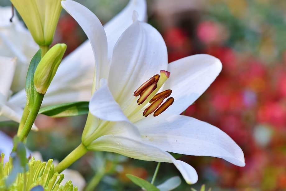 Los lirios son una de las plantas ornamentales más populares por sus formas y colores.