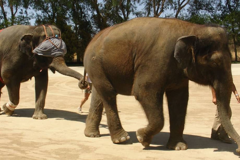 Estos resultados sugieren que los elefantes utilizan la retroalimentación visual para corregir y mantener la secuencia adecuada de las extremidades durante la locomoción. /Biology Letters