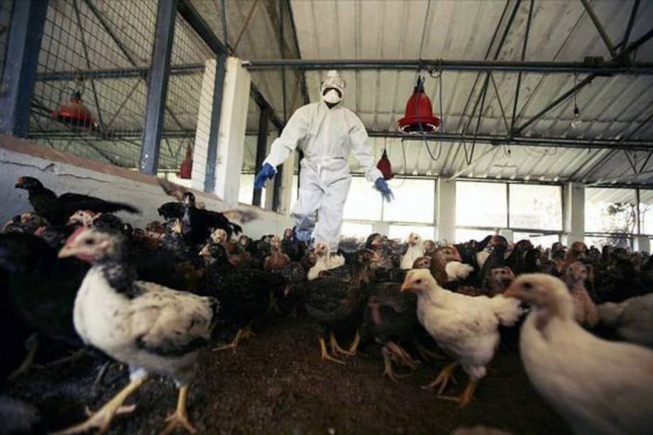 Las autoridades explicaron que siete trabajadores de una planta avícola en Rusia se habían infectado luego de un brote en diciembre.