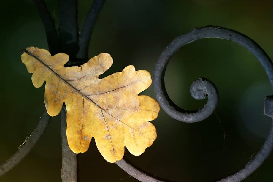 Hay algunos factores clave que pueden ocasionar que las hojas de sus plantas se pongan amarillas.