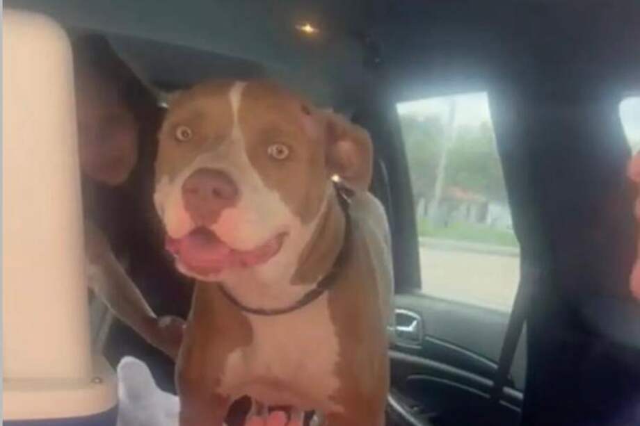 La canina fue hallada cuando vagaba por las calles de Miami-Dade, uno de los 67 condados ubicados en el estado estadounidense de Florida.