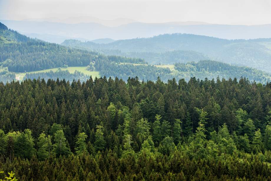 Algunos de los bonos de carbono más cuestionados vienen de los proyectos Redd+, que usualmente se enfocan en conservar áreas de bosque.