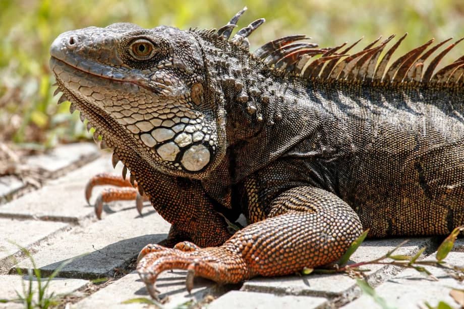 La iguana es uno de los animales que más mueren por las vías del país, como consecuencia de la alta velocidad con la que transitan los conductores.  
