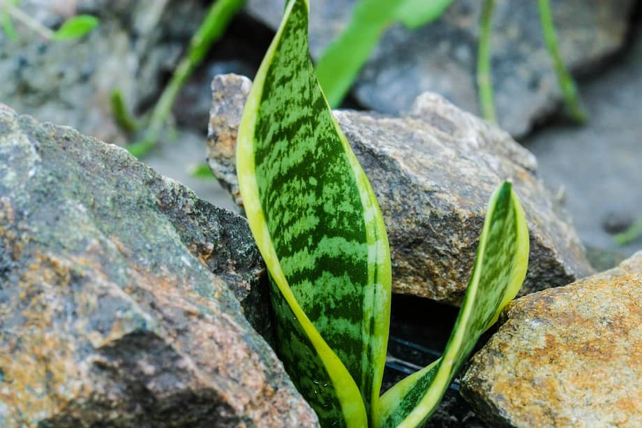 La Sansevieria, o lengua de suegra, es una de las plantas más recurrentes en los hogares.