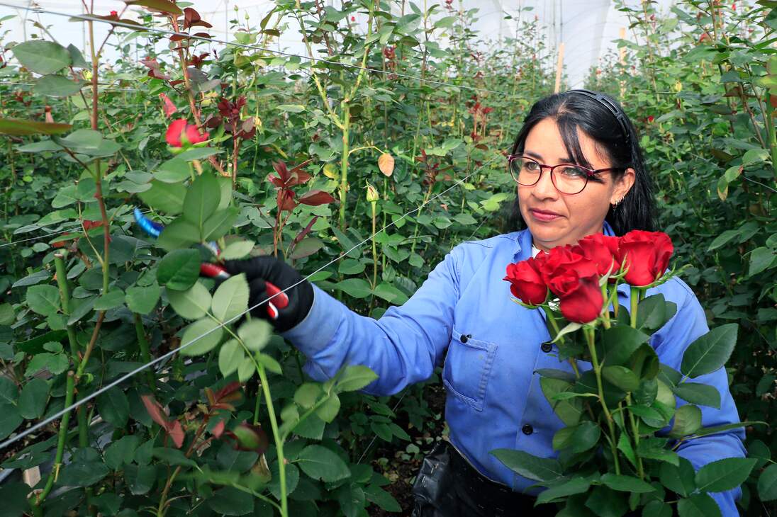 ACOMPAÑA CRÓNICA: COLOMBIA SAN VELNTÍN - AME8405. CHÍA (COLOMBIA), 12/02/2024.- Una mujer trabaja en la recolección de rosas el 31 de enero de 2024, en la hacienda Mongibello en Chía, Cundinamarca (Colombia). De los 700 millones de rosas que Colombia envía cada año a floristerías de todo el mundo por San Valentín, nuevas variedades han nacido de mezclas que resultan en colores morados, rosados o anaranjados, todos ellos especiales y únicos en el mundo. Las variedades de rosas colombianas que se exportan para ser regaladas en Estados Unidos, Japón, Canadá, Reino Unido o España, entre otros países, tienen derechos de propiedad intelectual a nombre de los creadores originales de las variedades, a los que la industria llama 'breeders' (criadores). EFE/ Carlos Ortega