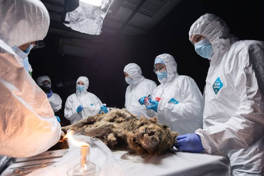 La necropsia de este lobo forma parte de un proyecto en curso para estudiar la vida silvestre que vivió en esta región de Rusia durante el Pleistoceno.