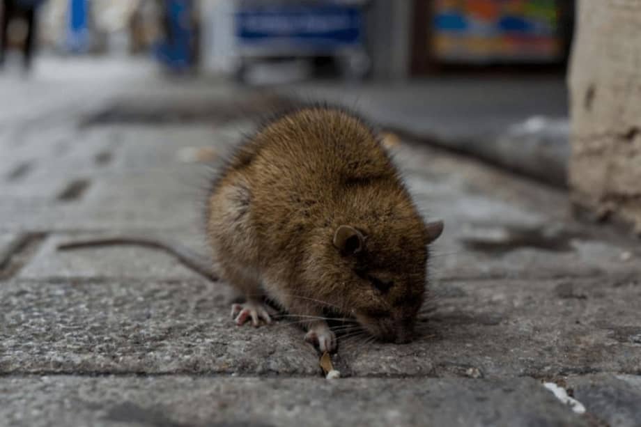Algunos vertebrados, como los roedores, pueden albergar huéspedes que provocan enfermedades humanas que se expanden en paisajes alterados el hombre.