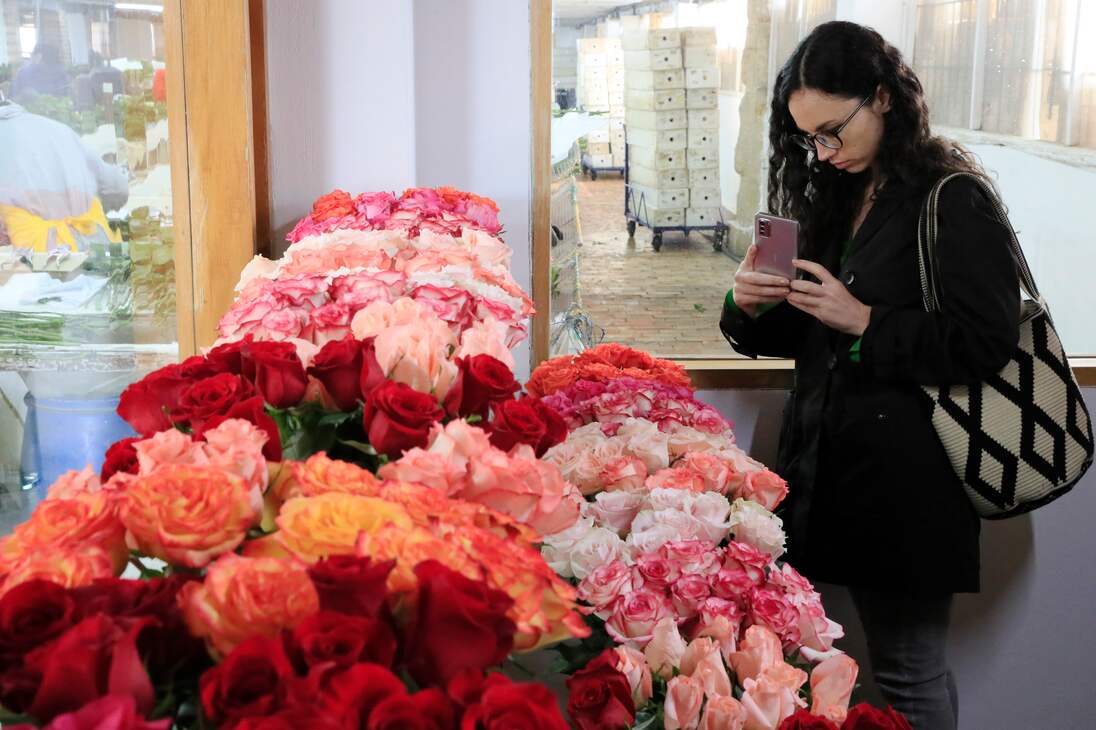 ACOMPAÑA CRÓNICA: COLOMBIA SAN VELNTÍN - AME8405. CHÍA (COLOMBIA), 12/02/2024.- Una mujer toma una foto a varios arreglos de rosas el 31 de enero de 2024, en la hacienda Mongibello en Chía, Cundinamarca (Colombia). De los 700 millones de rosas que Colombia envía cada año a floristerías de todo el mundo por San Valentín, nuevas variedades han nacido de mezclas que resultan en colores morados, rosados o anaranjados, todos ellos especiales y únicos en el mundo. Las variedades de rosas colombianas que se exportan para ser regaladas en Estados Unidos, Japón, Canadá, Reino Unido o España, entre otros países, tienen derechos de propiedad intelectual a nombre de los creadores originales de las variedades, a los que la industria llama 'breeders' (criadores). EFE/ Carlos Ortega